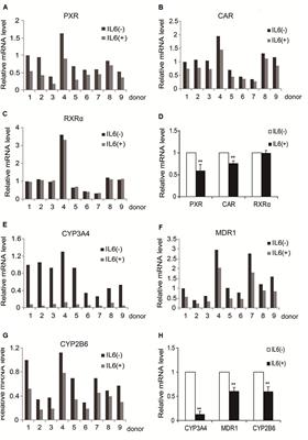 Interleukin-6 Induces DEC1, Promotes DEC1 Interaction with RXRα and Suppresses the Expression of PXR, CAR and Their Target Genes